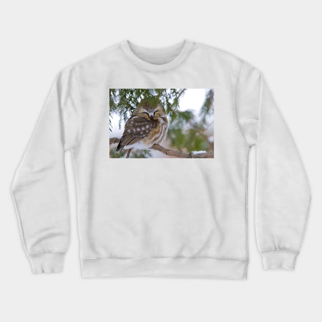 Sleeping Northern Saw Whet Owl - Ottawa, Ontario Crewneck Sweatshirt by jaydee1400